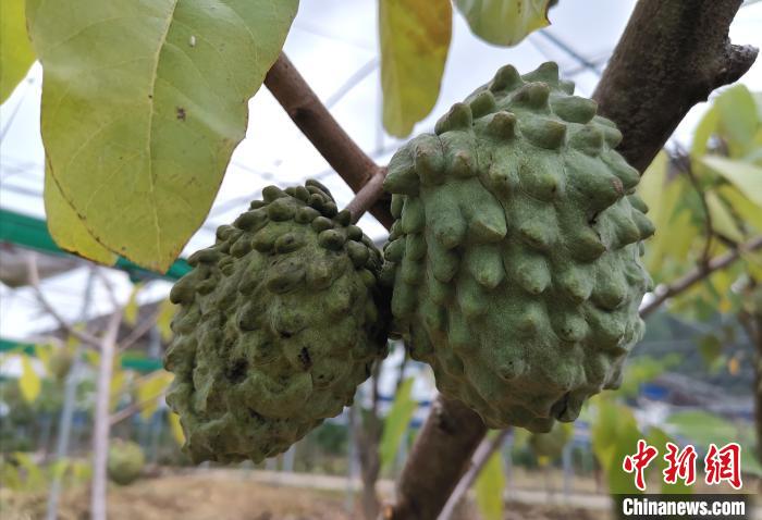 永定區嘉華農業科技觀光園棚下種果。　張金川 攝